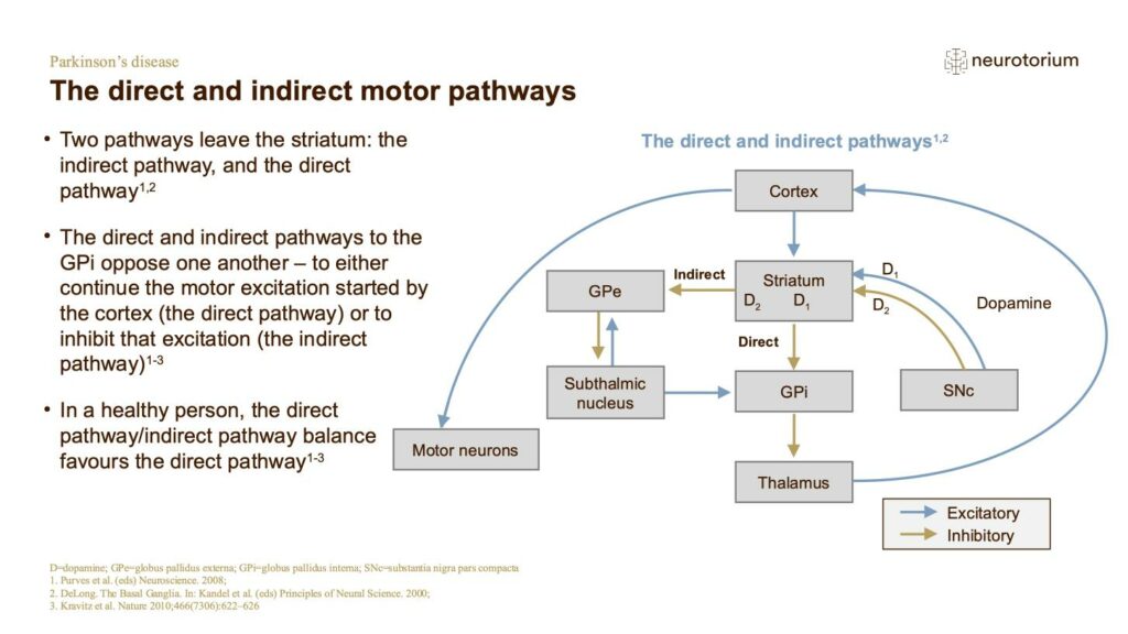 The direct and indirect motor pathways
